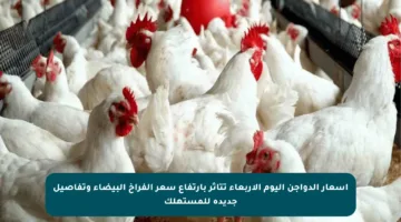 أسعار الدواجن اليوم الأربعاء تتأثر بارتفاع سعر الفراخ البيضاء وتفاصيل جديدة للمستهلك